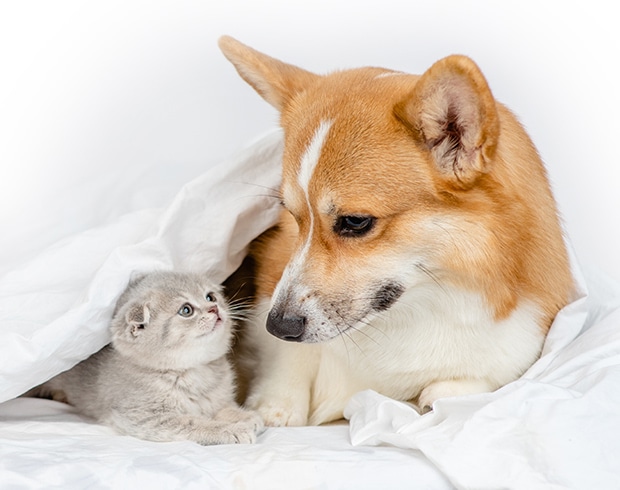 ペットのイメージ01